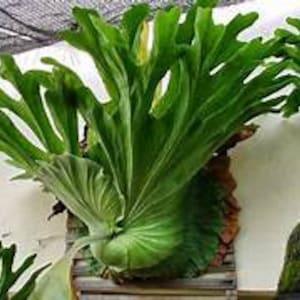 Live - Rare Platycerium Grande "Grandis" Staghorn Starter Plant - USA Seller