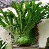 Live - Rare Platycerium Grande "Grandis" Staghorn Starter Plant - USA Seller