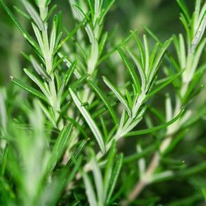 Rosemary Herb Seeds Culinary Herb (50 Seeds) Non-GMO, Untreated, Natural, Canada Herb Seeds