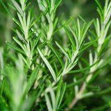 Rosemary Herb Seeds Culinary Herb (50 Seeds) Non-GMO, Untreated, Natural, Canada Herb Seeds