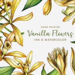 Vanilla Flower Watercolor Clipart: hand painted vanilla clipart / elegant watercolor card / watercolor vanilla pattern / vanilla watercolor