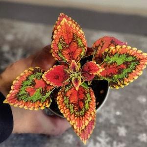 No 33 Coleus Seeds Coleus 10 Seeds Seeds Flower Seeds Nettle Seeds