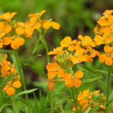50 Seeds- Siberian Wallflower Seeds--PV242-Cheiranthus Allionii-Beautiful Orange Annual