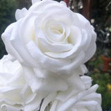 Latex open bloom winter white latex roses