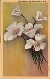 Vintage Postcard Sego Lily The State Flower of Utah UT 1948                 U367