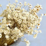 200 Stems Natural Dry Flowers Brazilian Small Star Daisy Decorative Dried Flower