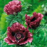 461- Bordeaux Double Poppy 50 Poppy Seeds Bordeaux Double Poppy Seeds Flower Seeds Poppy