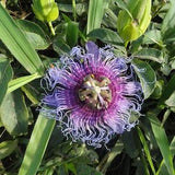 Shark Passion Fruit Flower - Passiflora Cincinnata - Rare 'Fruit' Seeds - Red passionflower, Shark's Bite Passion Vine, Passiflora coccinea