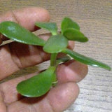 Grow your own Jade Plants from easy to grow unrooted Cuttings -New to Canada