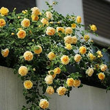 Climbing yellow roses seeds - 20 seeds - code 380