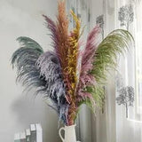Natural Reed Dried Pampas Grass Solid Large Bouquets For Living Room Decorations