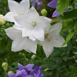 Balloon Flowers. White. Perennial.Full sun . Easy care , low maintenance. 30 seeds.