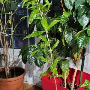 PMG-1 "Baby Red Pomegranates Live Plant Dwarf"