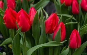 Tulip Bulbs Fresh Garden Bulbs All Season Planting Available 10PCS Red Flowers
