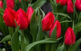 Tulip Bulbs Fresh Garden Bulbs All Season Planting Available 10PCS Red Flowers