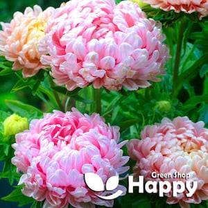 PAEONY ASTER - 150 seeds - Dekicate Pink - Pink Peony - Drought tolerant flower