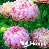 PAEONY ASTER - 150 seeds - Dekicate Pink - Pink Peony - Drought tolerant flower