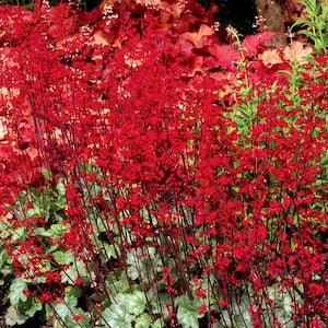 50+ Red Coral Bells Firefly Seeds-Heuchera Sanguinea Firefly-Bright Red Evergreen Perennial-B414