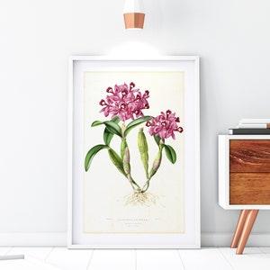Purple Orchid Giclee Art Print, Vintage Botanical Orchid Plant Illustration, Flower Kitchen Poster, Archival Quality Orchid Wall Art #132