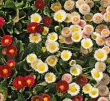 English Daisy Wildflower Seeds, Bellis perennis, Variety Sizes, New