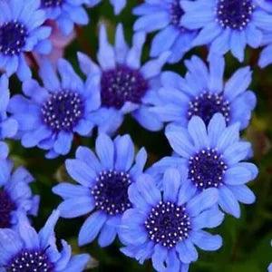 25 Seeds Blue Daisy Felicia Heterophylla Flowers Easy Grow Planting Garden