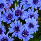 25 Seeds Blue Daisy Felicia Heterophylla Flowers Easy Grow Planting Garden