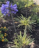 5 Varigated Sky Blue Agapanthus/Lily of the Nile Tuber Bulb Plants w/Flower Buds