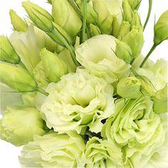 Green Designer Lisianthus Flowers - 15 Bunches Flower Delivery