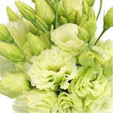 Green Designer Lisianthus Flowers - 15 Bunches Flower Delivery