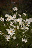 Cosmos Annual Flowers | Cottage Garden Favourites Flower Delivery