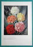 CARNATIONS Bouquet of Flowers - 1957 COLOR Print
