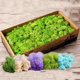 Natural Norwegian Reindeer Moss Preserved Dried Craft Flower Stamen Home Decor
