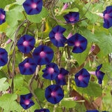 Common Morning Glory Field Bindweed Grandpa Otts Climbing Flowers Plant 1g - 25 Seeds - Ipomoea Purpurea NON GMO