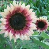 Cherry Rose Sunflower Seeds 15 count