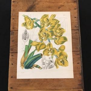 Holy Ghost Orchid, Original Hand Colored Antique Print, Curtis Botanical Magazine