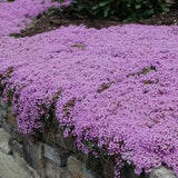 Creeping Thyme - Perennial Flower - 200/500/2000 Seeds Non-GMO Dwarf Thyme Bulk Seeds for Home Garden Planting Outside