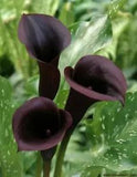???? Black Calla Lily Flowers Zantedeschia Aethiopica Plant Bonsai Seed FS07-10