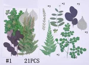 21PCS Real Pressed Dry leaves collection, different leaves as picture FCD502 #1