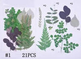 21PCS Real Pressed Dry leaves collection, different leaves as picture FCD502 #1