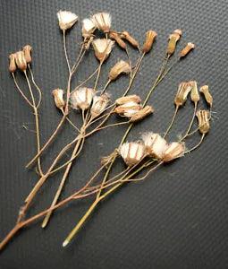 Dried Pressed Flowers Resin Card Making Materials Natural Colors Durable Florals