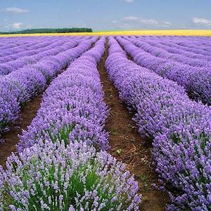 500 True ENGLISH LAVENDER VERA Lavandula Angustifolia Vera Herb Purple Flower Seeds