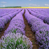 500 True ENGLISH LAVENDER VERA Lavandula Angustifolia Vera Herb Purple Flower Seeds