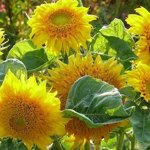 Starburst Greenburst Sunflower Seeds, Yellow Semi-Double Flowers, 25 Seeds // Non-GMO, helianthus annuus