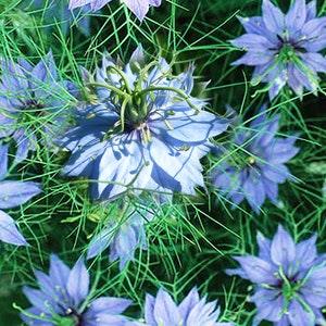 Blue Nigella Damascene - Love-In-A-Mist ?C 50 Seeds ?C FS041
