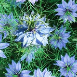 Blue Nigella Damascene - Love-In-A-Mist ?C 50 Seeds ?C FS041