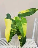 Philodendron Domesticum Variegated Plant Free Phitosanitary