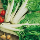 Chard Beet Leaf Lukullus 5g - 200 NON GMO Seeds - Beta Vulgaris Cicla