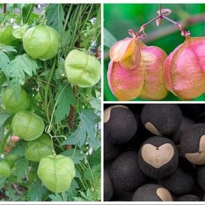 Cardiospermum halicacabum seeds - Love-in-a-puff - Balloon Vine - 10 seeds