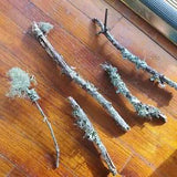 Lot of 5 Real  LICHEN Moss Tree BRANCHES Crafts Terrariums Vivariums Displays