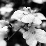 B&W Orchid